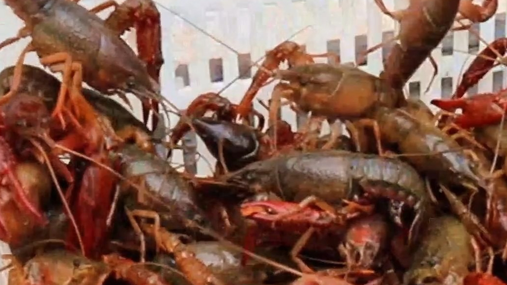 果然视频丨鱼台小龙虾抢“鲜”上市，实现全年供应