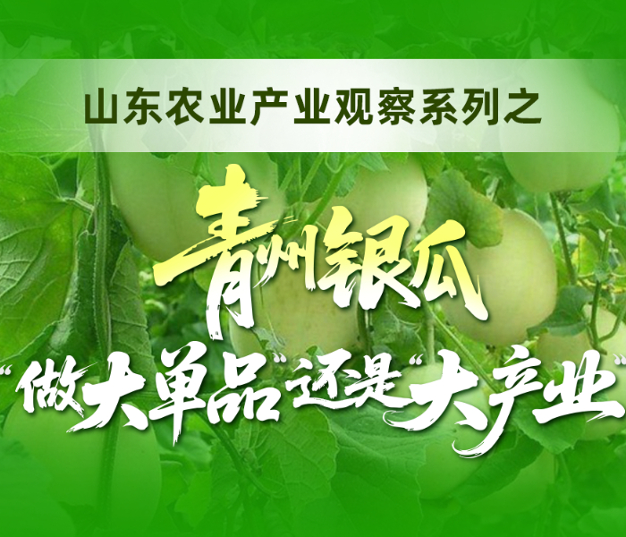 青州银瓜是拥有530余年历史的皇家贡品，品牌价值达6.62亿元。面对周边竞争与品牌稀释风险，其在“大单品”与“大产业”间面临抉择：依托科技实现周年供应与标准化种植，但核心产区的稀缺性限制了规模化深加工。专题从种植、产业、销售三方面剖析，探讨这一地理标志农产品如何在坚守独特风味与追求产业规模之间，完成现代突围。