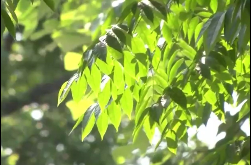 晴暖来袭！26日前后山东多地气温直冲26℃