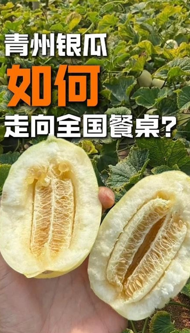 产业观察｜青州银瓜如何走向全国餐桌？