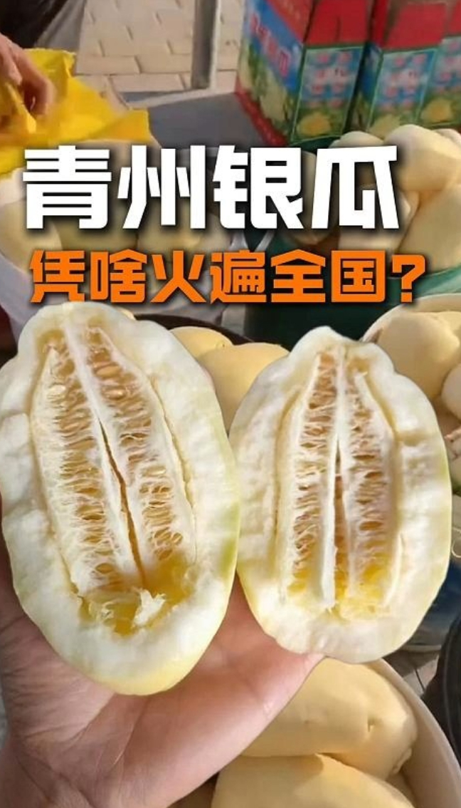 产业观察｜青州银瓜凭啥火遍全国？