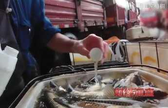 被麻醉的活鱼为何一路畅“游”