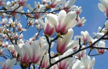 让思念更从容、更文明，济南市民政局发布清明节祭扫提示