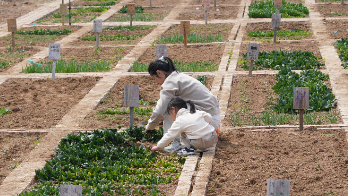 果然财经丨种豆崂山下，悠然见菜园！青岛共享菜园凭啥火出圈？