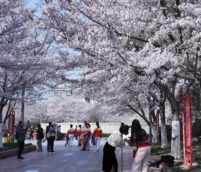 近日，天桥区组织春季媒体采风，走进天桥区各大公园、绿地，感受春日里的天桥风光。今年以来，天桥区紧紧围绕全市园林系统“城市因园林更美好，生活因园林更幸福”工作目标，坚持扩绿、兴绿、护绿并举，努力让绿色成为天桥城市发展的民生底色。