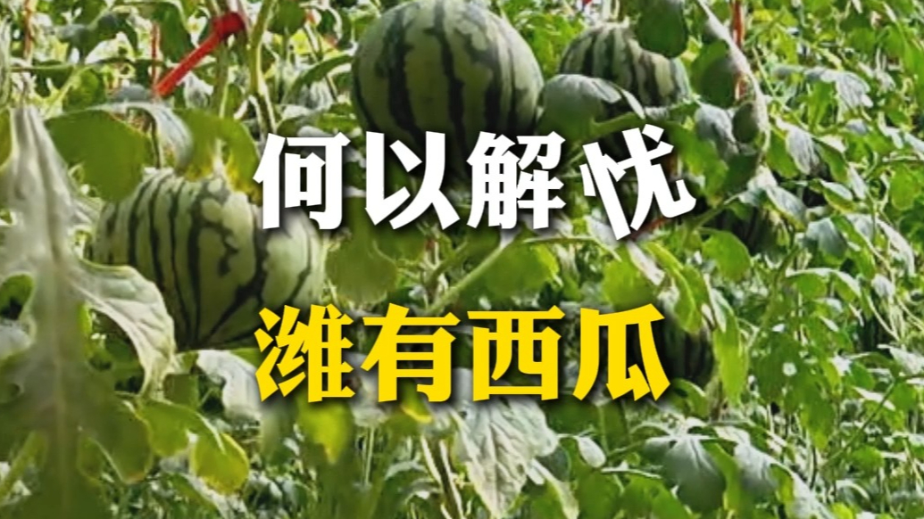 果然视频|何以解忧 潍有西瓜