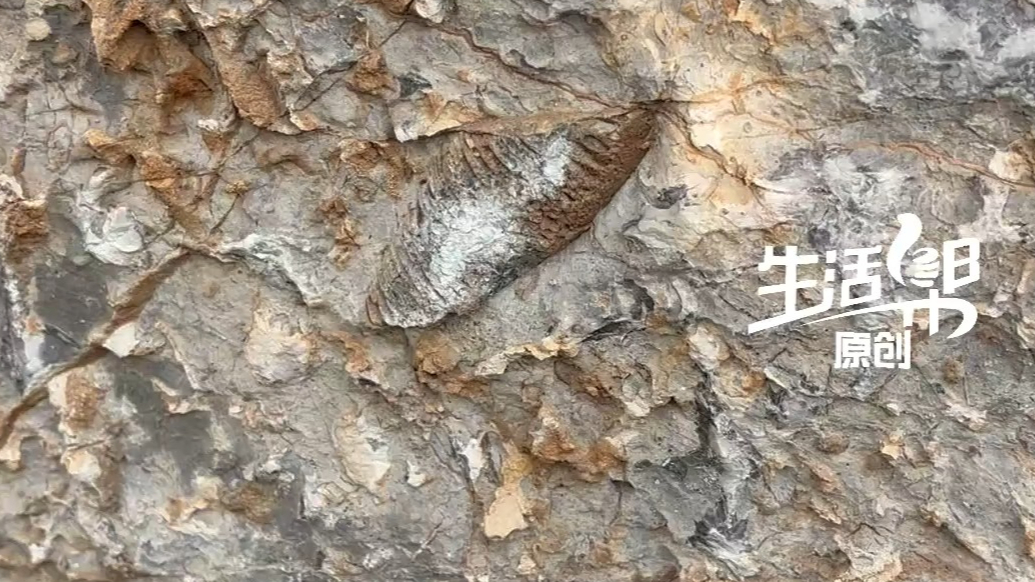 济南一公园景观石发现大量“化石”，专家：确为古生物化石，距今约4.7亿年