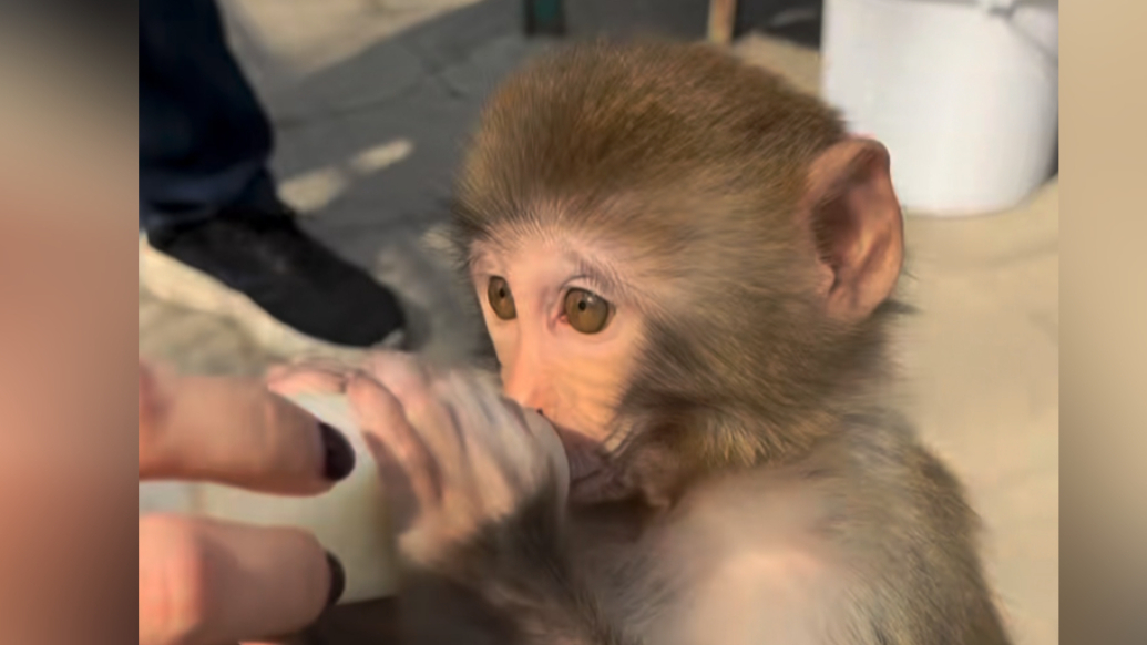 果然视频丨平度一岁网红猕猴靠卖萌出圈，出生后抢救四天才脱险