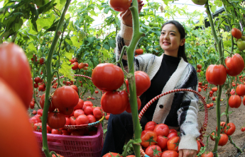 无棣县柳堡镇：大棚采摘成景，这里的生态蔬菜水灵灵
