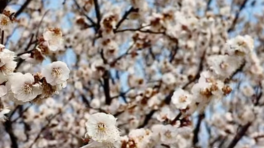 果然视频｜威海环翠：百亩梅园进入最佳观赏期