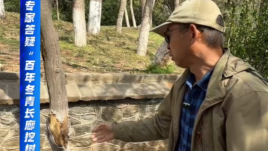 果然视频｜烟台山“百年冬青长廊”为何挖树？园林专家答疑