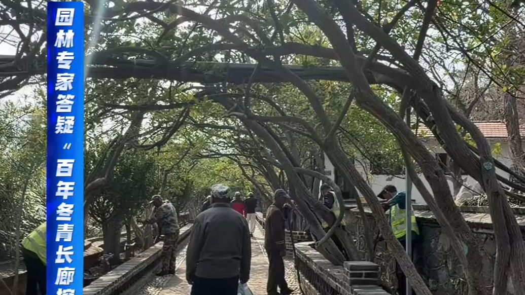 果然视频｜挖除老树后，如何补救烟台山“百年冬青长廊”？
