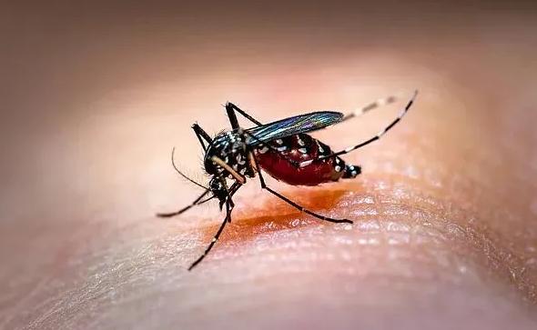 济南疾控专家：断言“今年蚊子大暴发”为时过早，当前正是防蚊黄金期