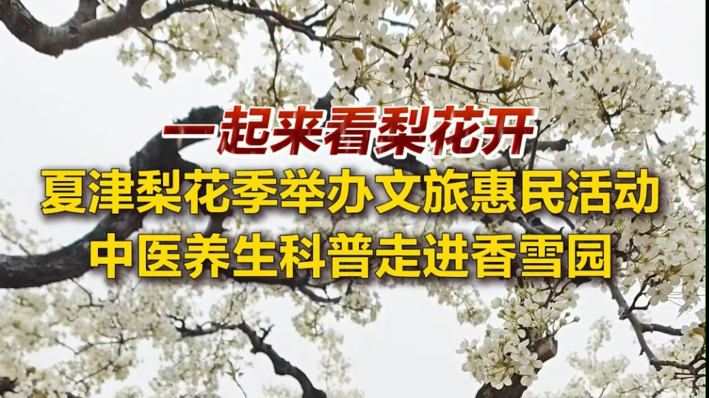 果然视频｜一起来看梨花开！夏津梨花季举办文旅惠民活动