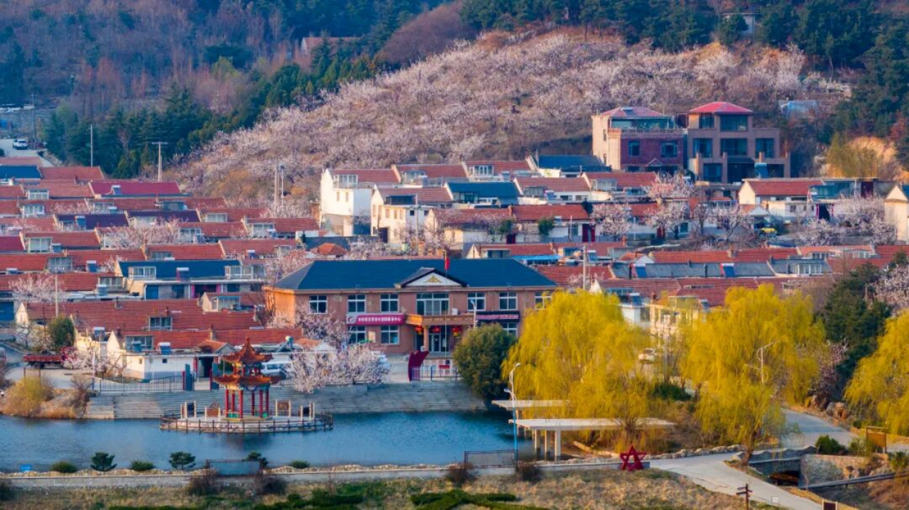 花漾羊亭·“杏”遇美好 | 2026羊亭第三届杏花季等您赴约