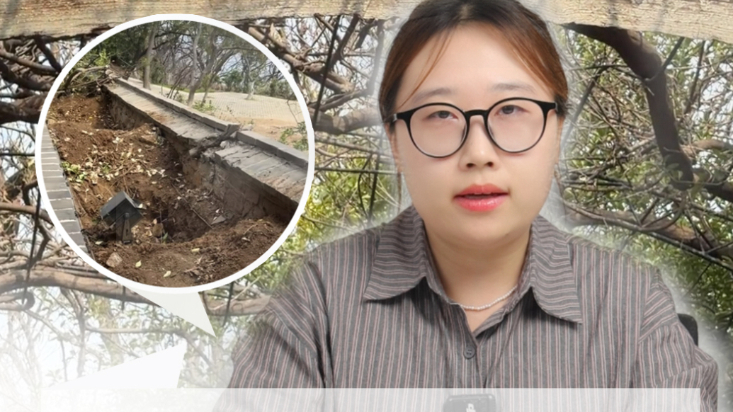 果然视频｜别让“保景”与“保养”成两难，从烟台山冬青被挖说起