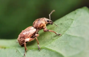 我国科研人员发现99个昆虫新物种