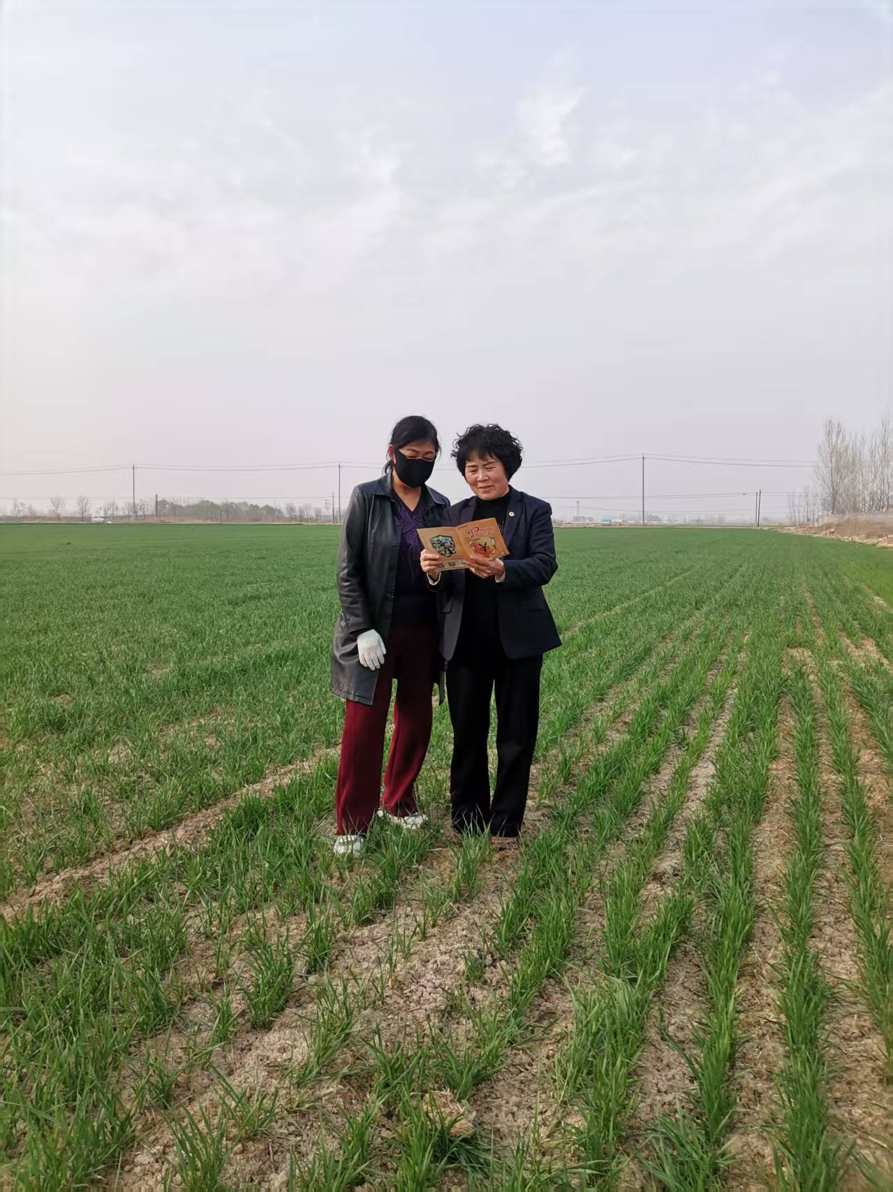 中国人寿青岛市分公司即墨区支公司：金融消保宣传走进田间地头