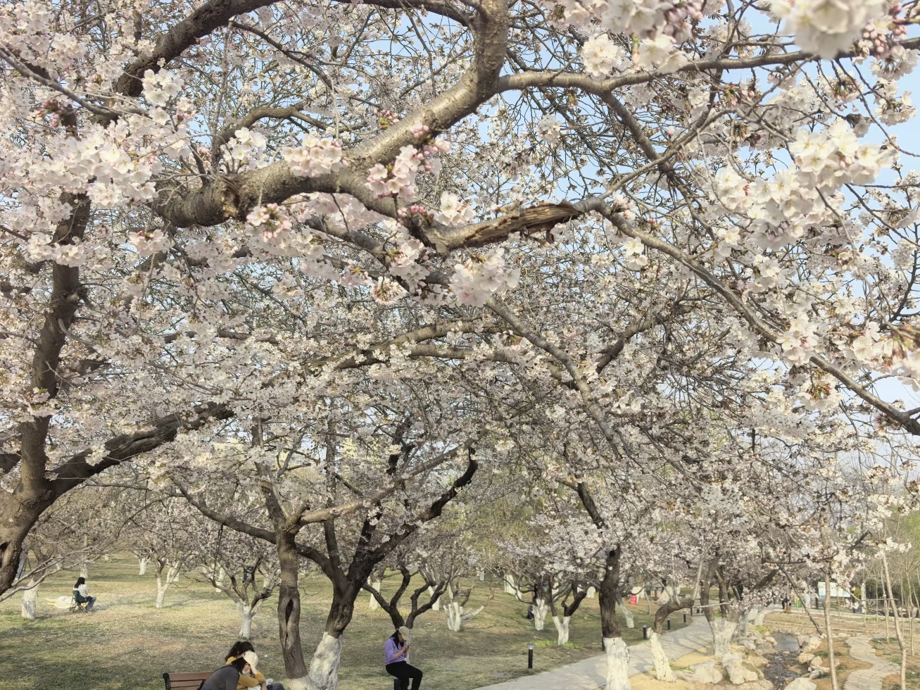 季节限定成消费密码，临沂商家抢跑“春日经济”新赛道