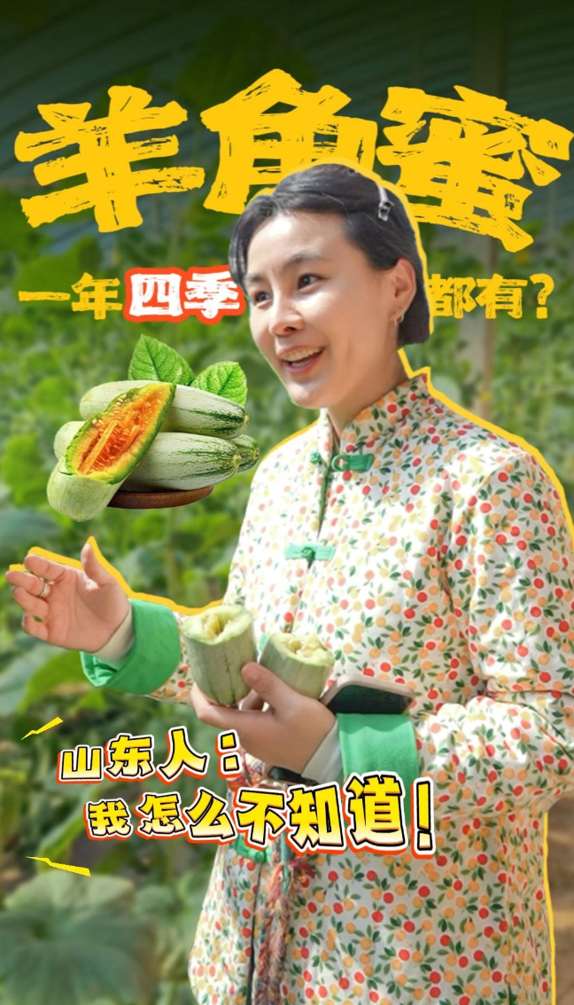 山东农业产业观察系列之寿光羊角蜜的“网红”甜瓜进阶之路