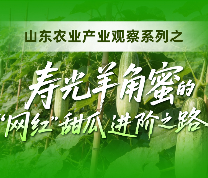 从十多年前的外来试种品种，到如今火遍全国的“网红”甜瓜，寿光羊角蜜的进阶之路，折射出山东现代农业转型升级的清晰逻辑。本专题深入寿光主产区，从“种子、棚子、路子”三个维度展开观察，通过视频、新闻稿等多元形式，全景呈现一根“网红”甜瓜背后的产业链密码与乡村振兴的生动实践。