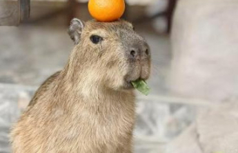 悬赏1万元！无锡一卡皮巴拉“越狱”超60小时，趁饲养员开门间隙逃跑