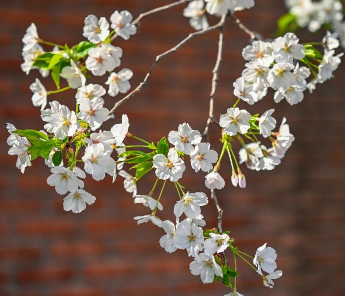 清明小长假，春回大地，生机盎然，除了缅怀，也是踏青的好时节。齐鲁晚报·齐鲁壹点文旅新闻中心聚焦游玩攻略、文化寻踪、非遗民俗、文旅消费等方面，带你畅游齐鲁。