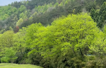 清明出游注意！北方这些地区花粉浓度很高
