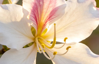 新知|清明寻芳，花香入馔！快来品尝舌尖上的“花滋味”