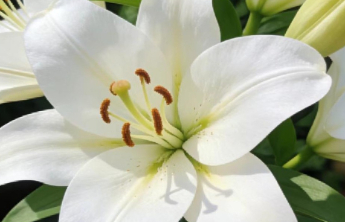 新知|春天百花虽美，别被毒花“迷了眼”