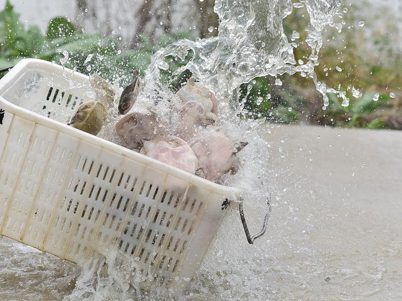 “功德”被明码标价 揭开直播间“打赏放生”的生态隐患