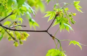 清明节假期首日各地共接待现场祭扫群众1900余万人次