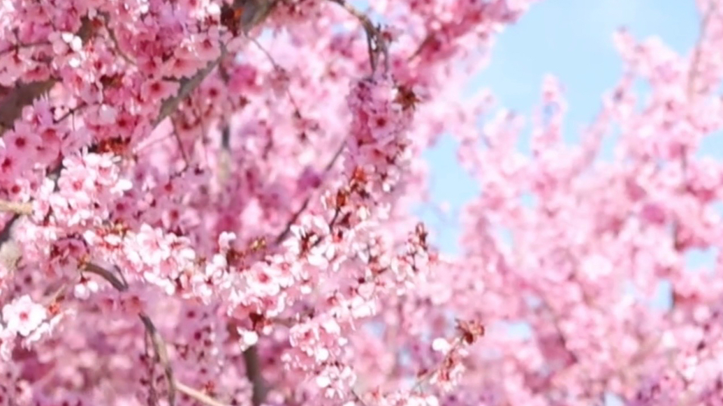 果然视频｜清明踏青正当时，淄博缤纷花色解锁春日多巴胺