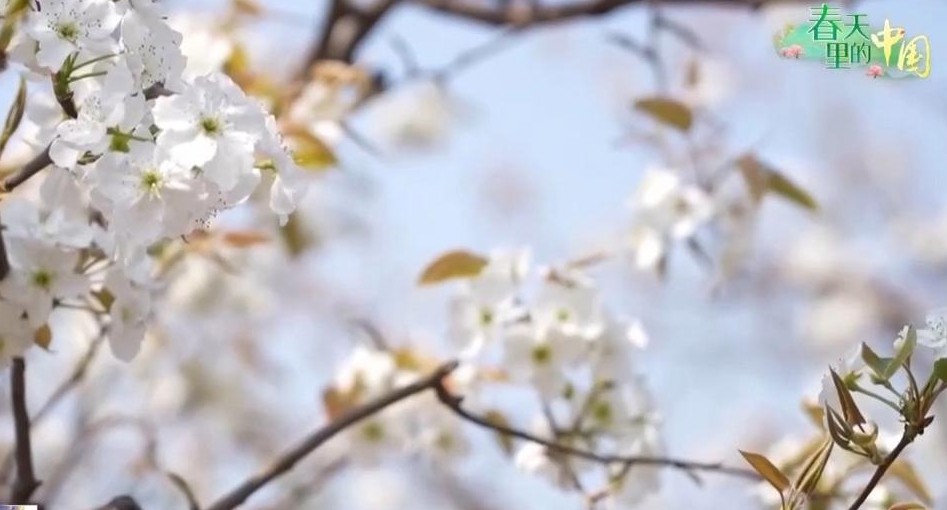 赏花+休闲+消费，大美春光催生文旅消费热潮