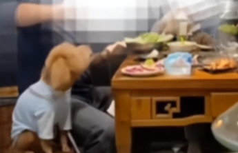 饭店允许宠物狗上桌就餐被举报，官方确认属实并责令全面整改