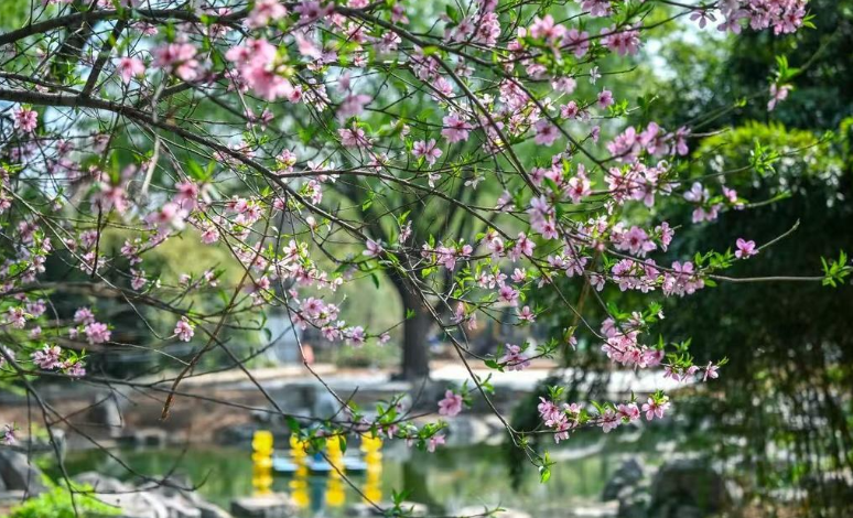 清明假日济南文旅市场圆满收官，30家景区共纳客超179万人次