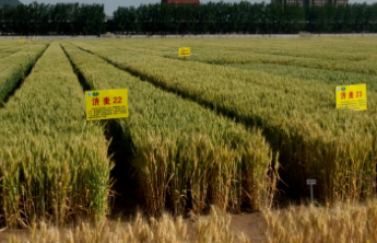 海报｜专访山东省农科院作物所理事长兼党委书记赵海军