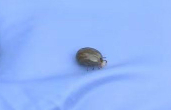 踏青游玩需注意！蜱虫进入活跃期，被叮咬后这个动作不要做