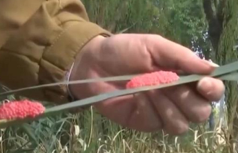 体内藏数千寄生虫！福寿螺进入产卵高峰期，切勿触碰食用