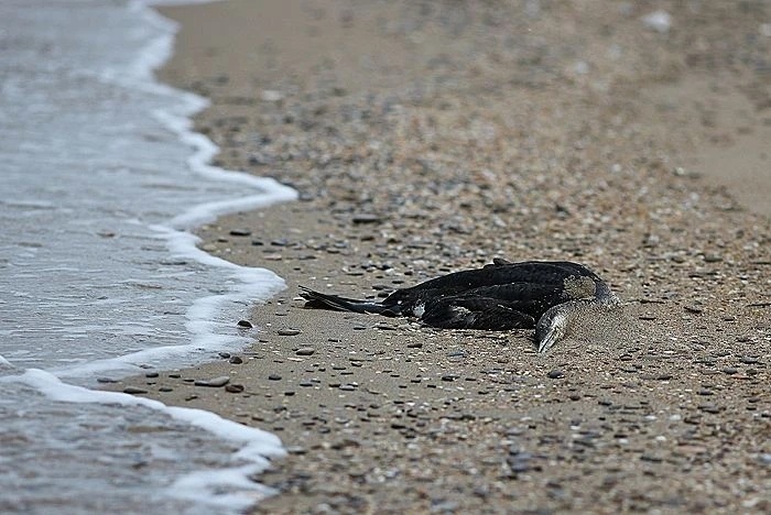 俄黑海沿岸现大量死亡鸟类，或与乌袭击船舶致石油污染有关