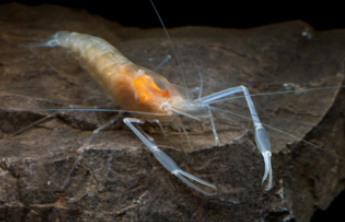 广西崇左白头叶猴国家级自然保护区发现候选新种