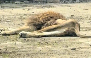 辽宁本溪动植物园一狮子瘦骨嶙峋引热议，园方称其年事已高丧偶拒食