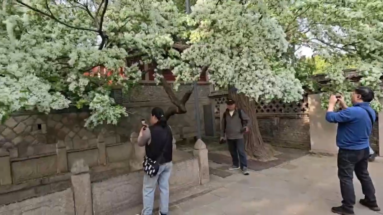 王母池流苏惹人醉.摄影范西进
