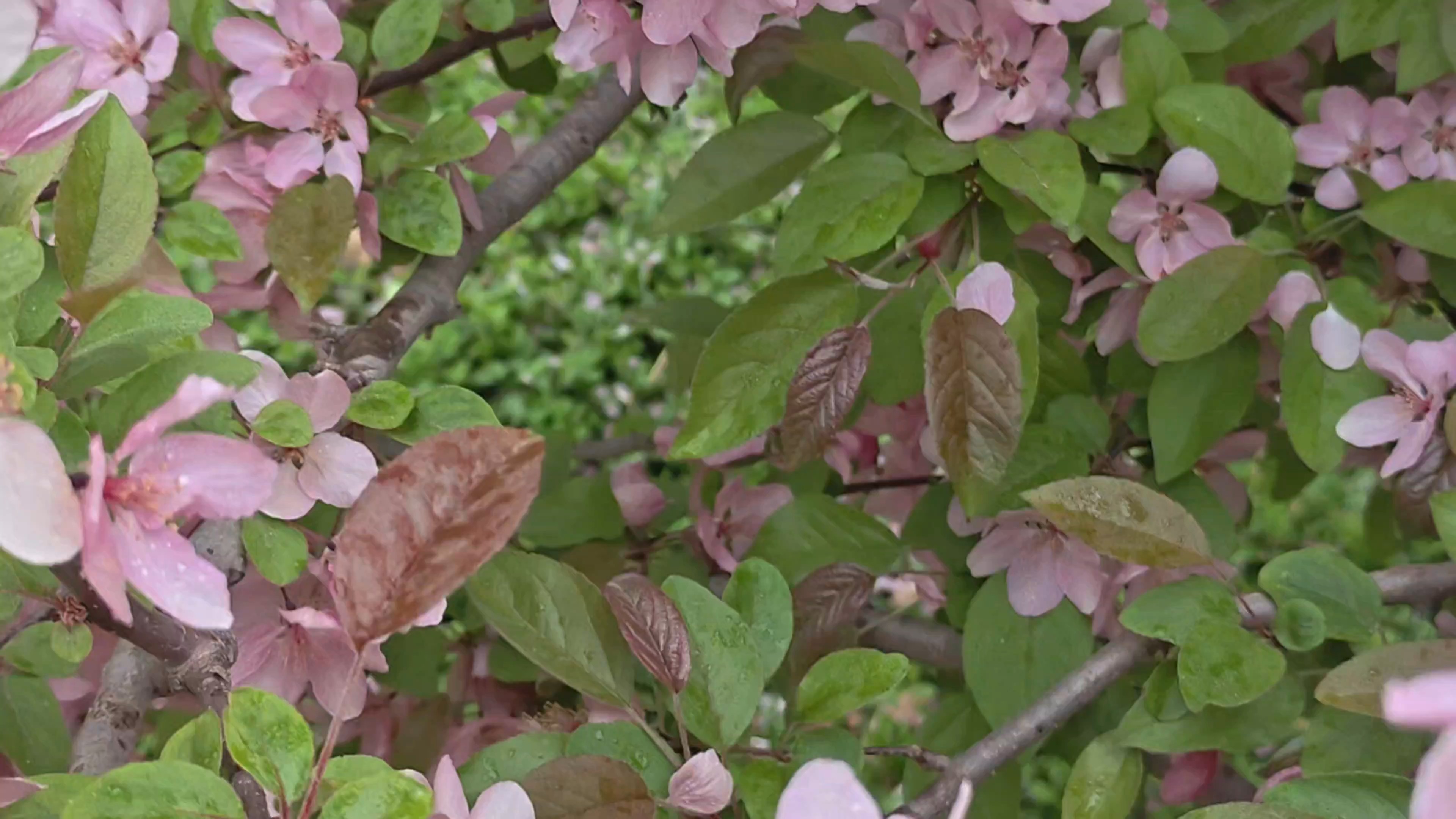 雨浥垂丝＃在花漾菏泽    爱牡丹之都