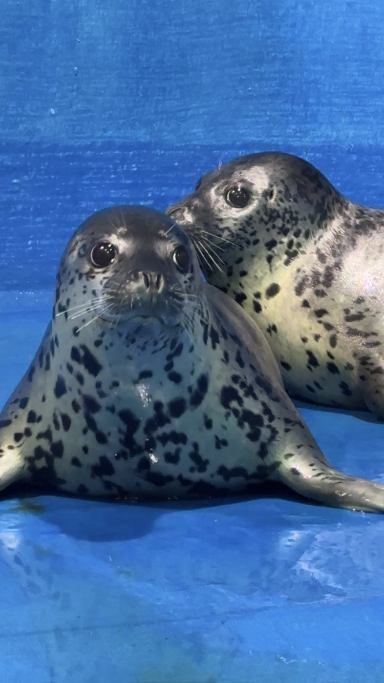 斑海豹“三哥”“旋宝”被平安送归大海