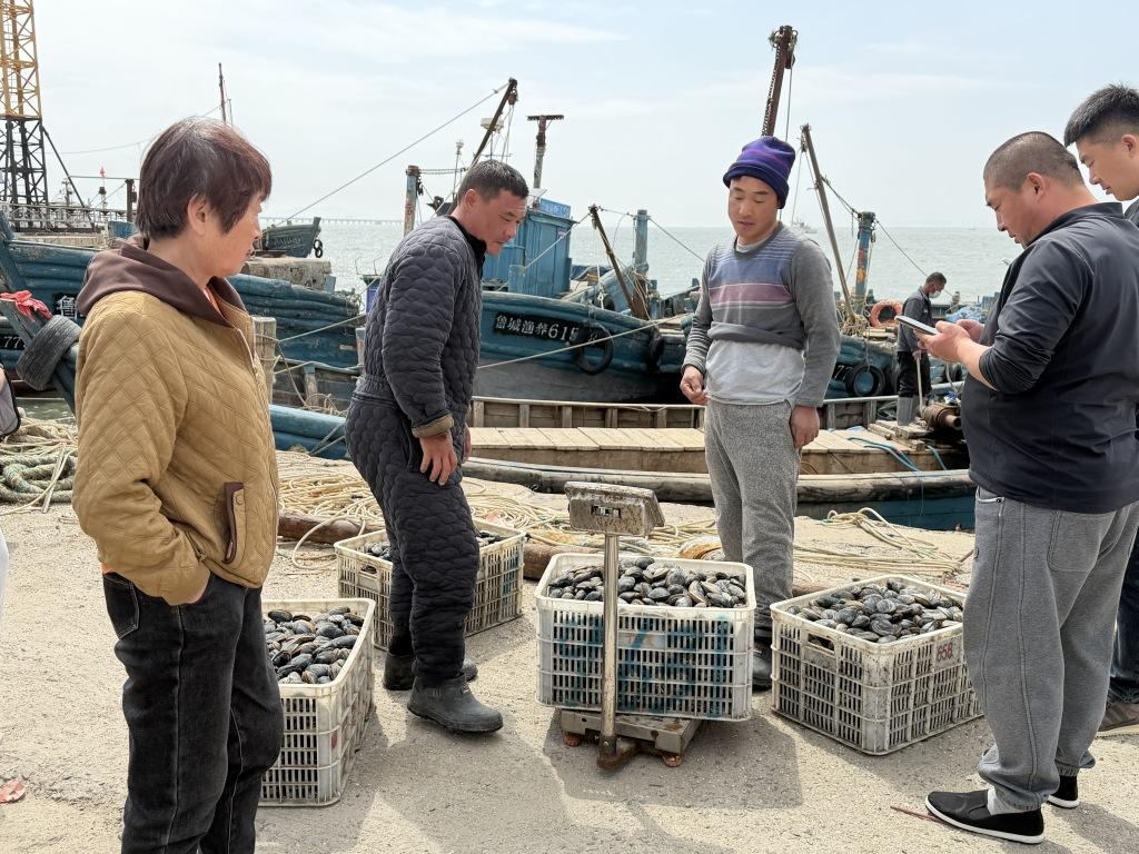 红岛渔港千余斤蚬母新鲜上岸 春日胶州湾海味正当时
