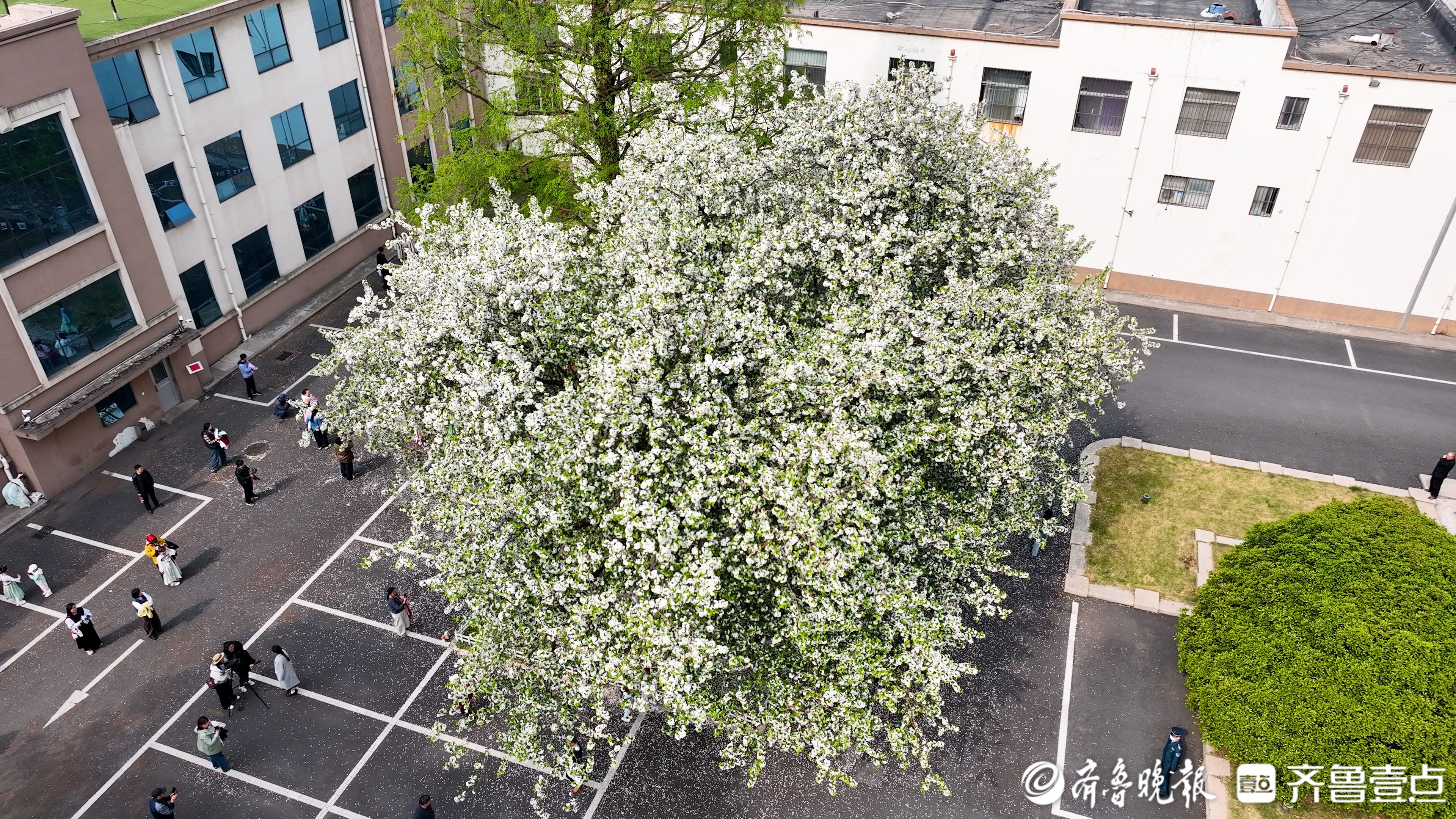 日照市东港区打开政府大院，让市民、游客赴一场“海棠之约”