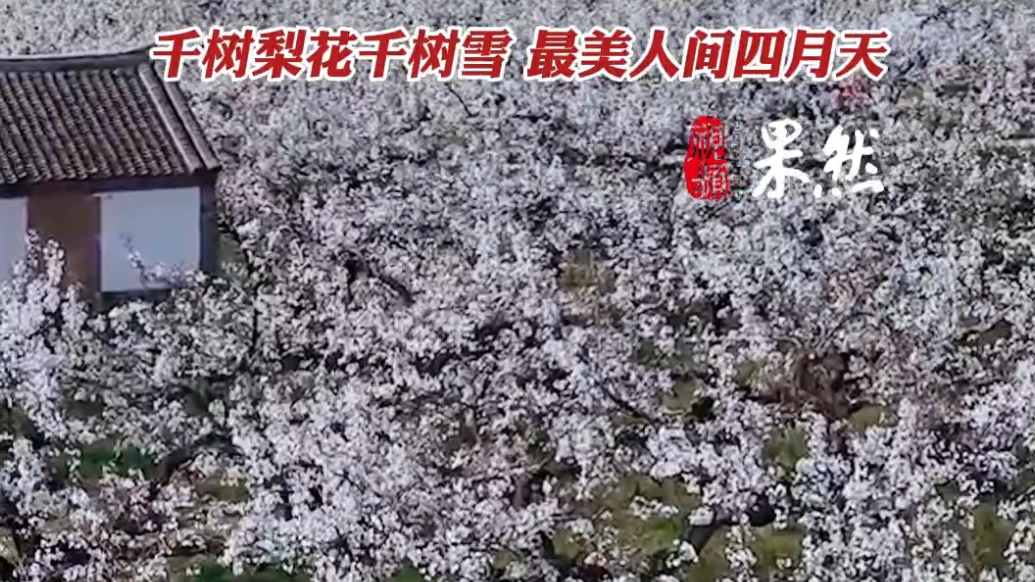果然视频|古梨园变身春日雪海，海阳山东村200多亩梨花迎客来