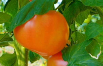 一亩黄瓜棚年产4万斤！山东平度科学种植蹚出致富路 