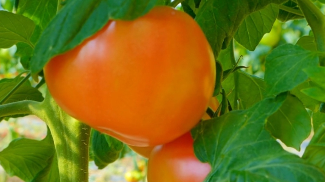 果然视频｜还是小时候那个味！莱西“沙瓤蜜”西红柿走向全国